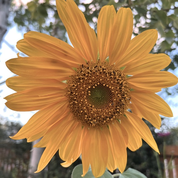 Meet your Posher, Julia - Picture 1 of 1